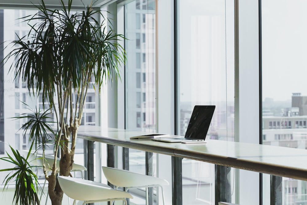 Can a plant survive in an office with no windows?