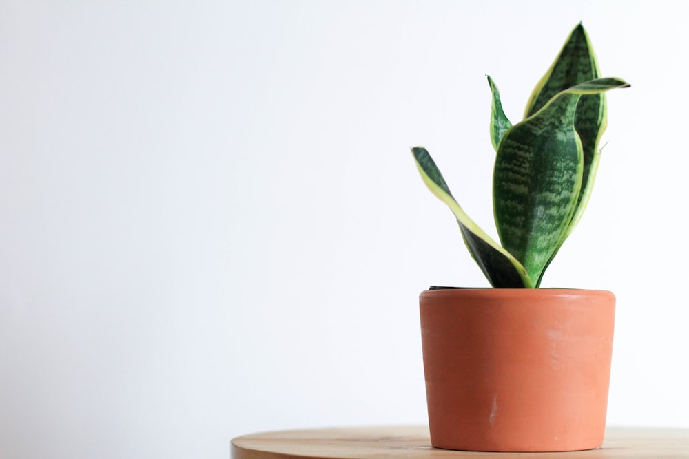 Can snake plants live in an office?