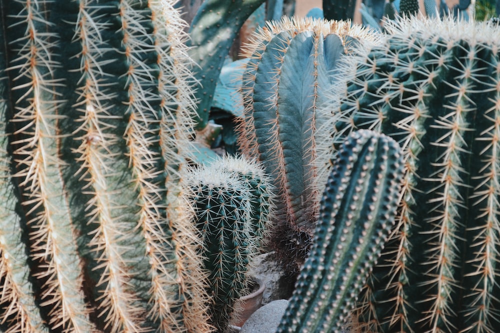 Where do you put a cactus for good luck?
