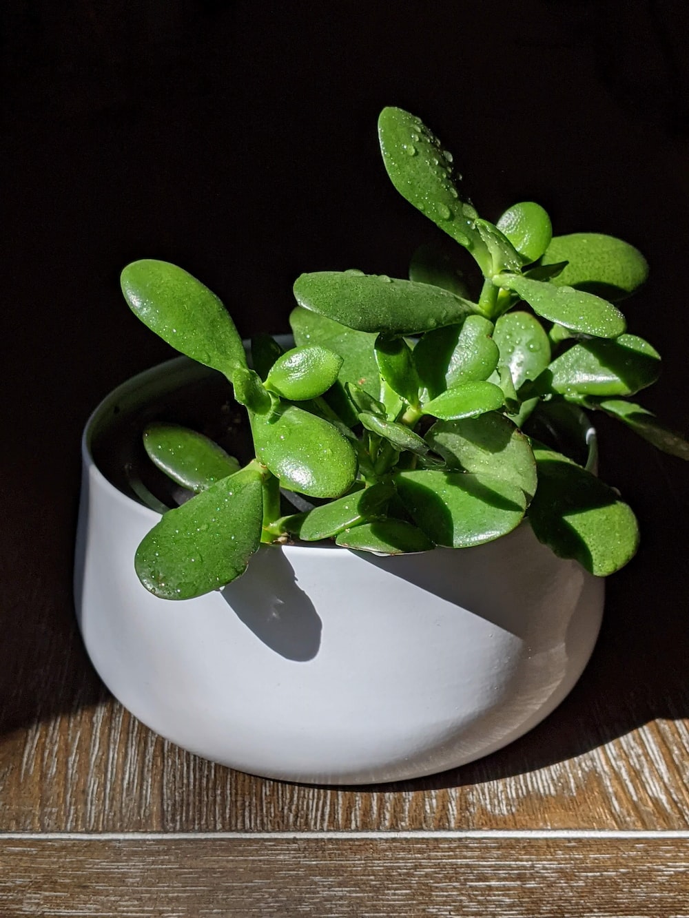 Where should a jade plant be placed in an office desk?