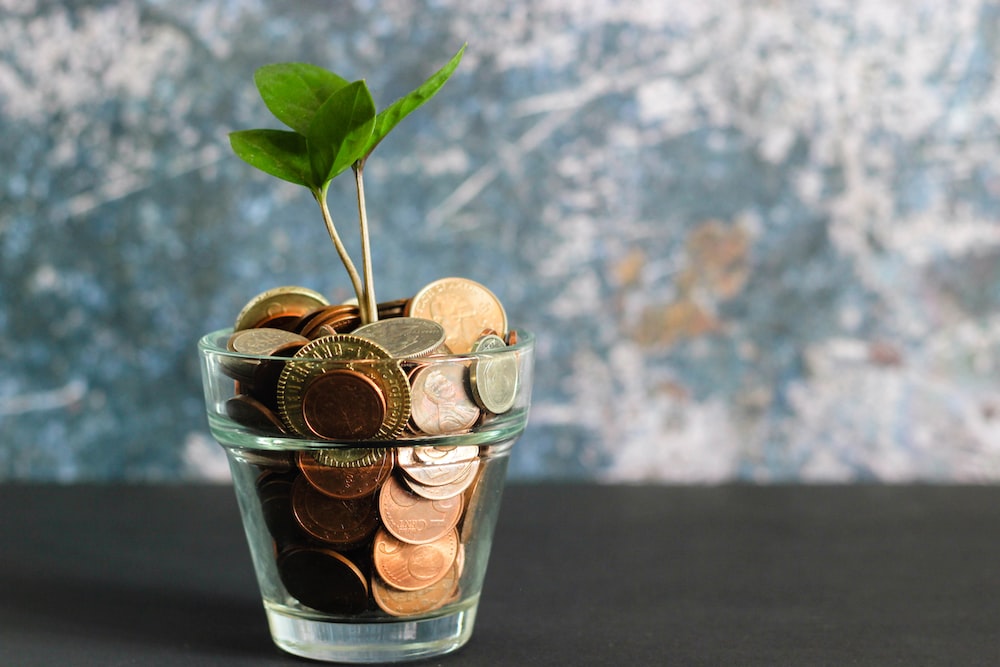 Where should you place a money tree?