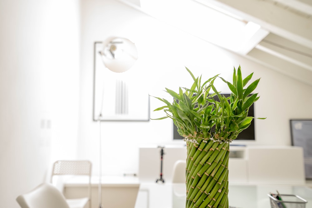 Which indoor plants are lucky for office?