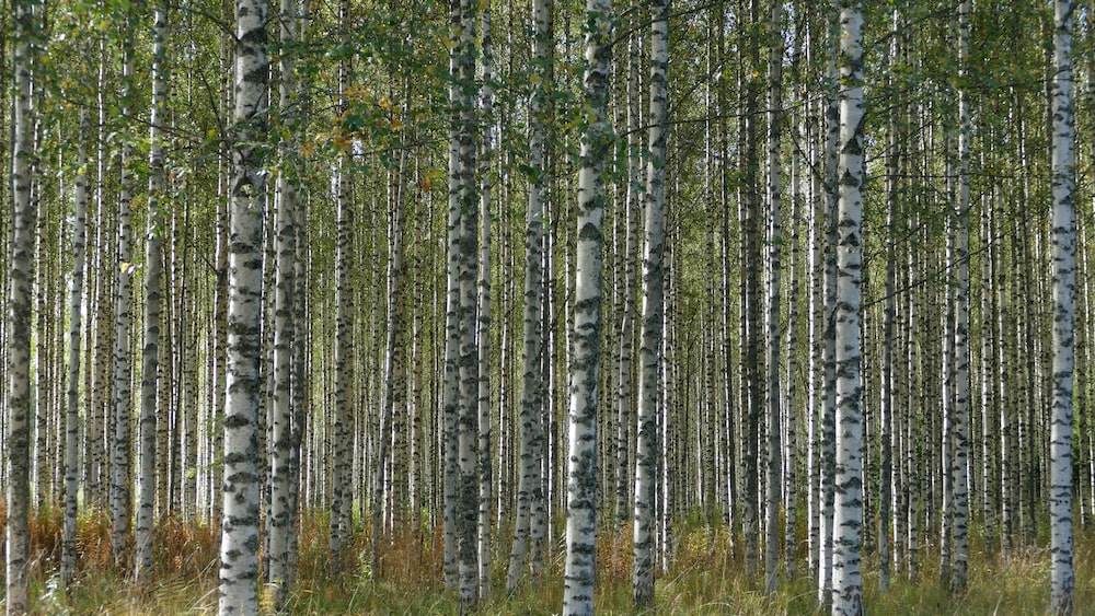 Which is better birch or pine?