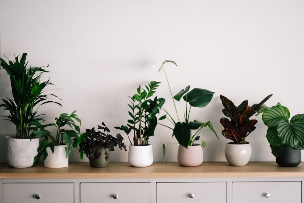 Which plants remove negativity from home?