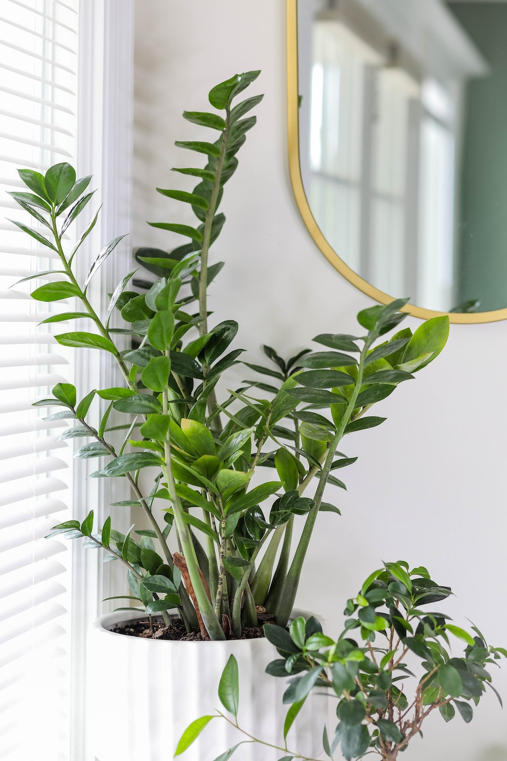 Will plants grow in office light?